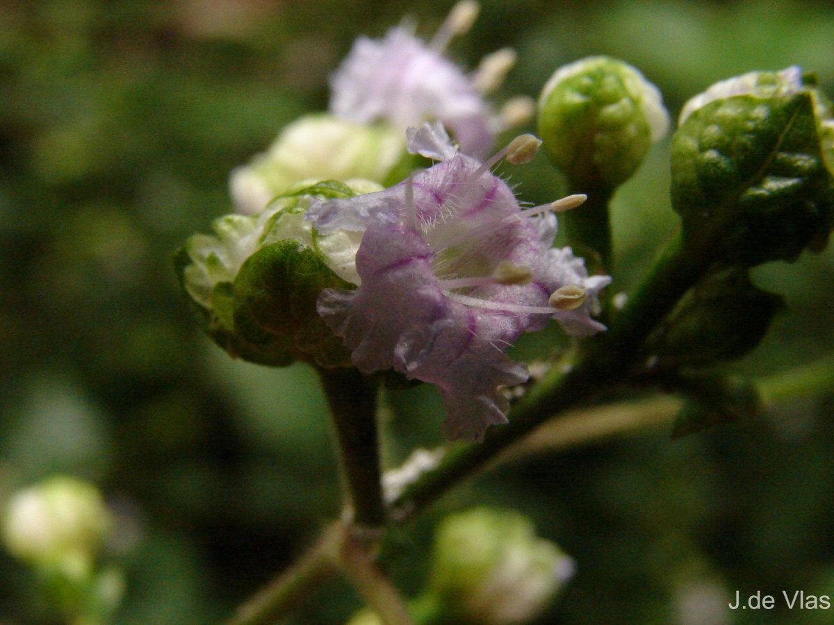 Strobilanthes walkeri Arn. ex Nees